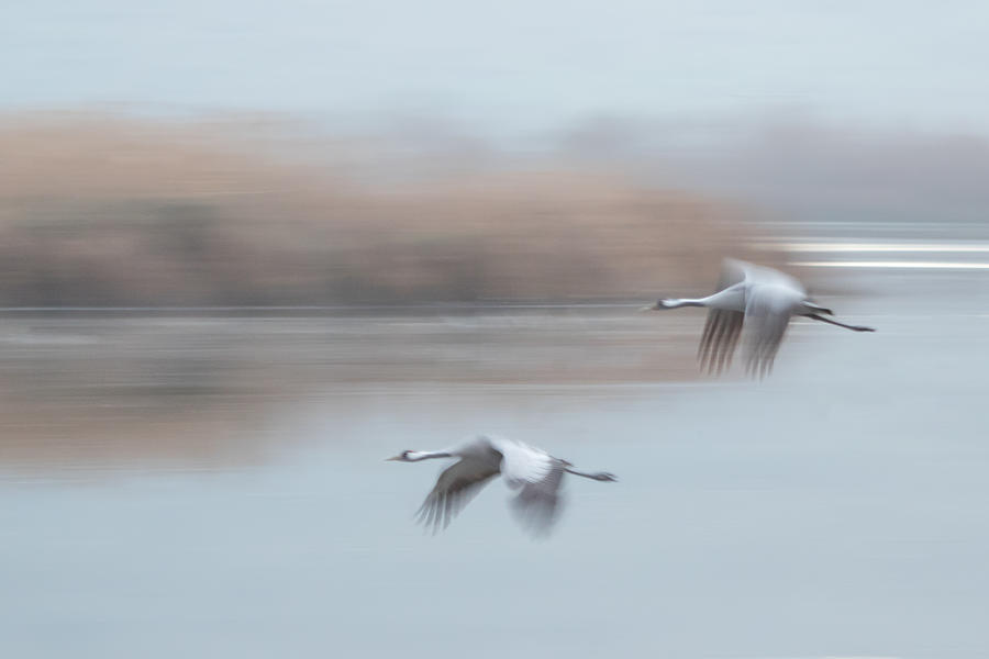 Common Cranes In Flight ... Photograph by Natalia Rublina
