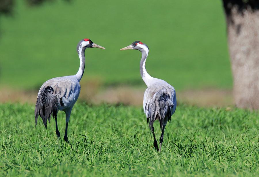 Common Cranes Searching For Acorns Photograph by Carlos Jose Pache ...