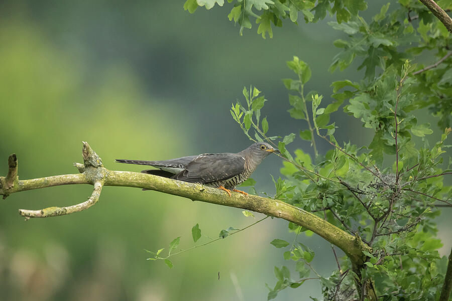 Common Cuckoo , Female, Sitting On A Branch, With Photograph by Kerstin ...