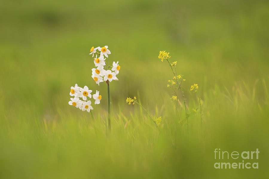 Common Daffodil Narcissus tazetta h1 Photograph by Alon Meir