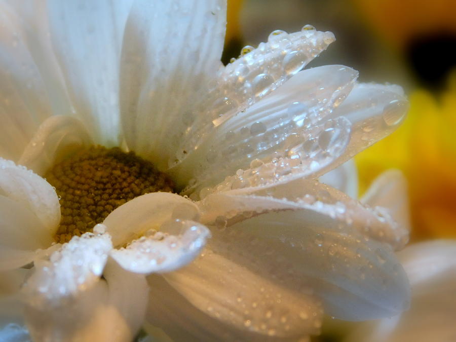 Common Daisy - 1 Photograph by Arlane Crump - Fine Art America