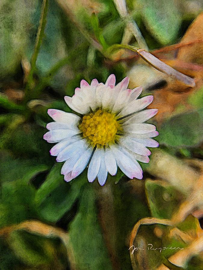 Common Daisy Closeup  Photograph by Jori Reijonen