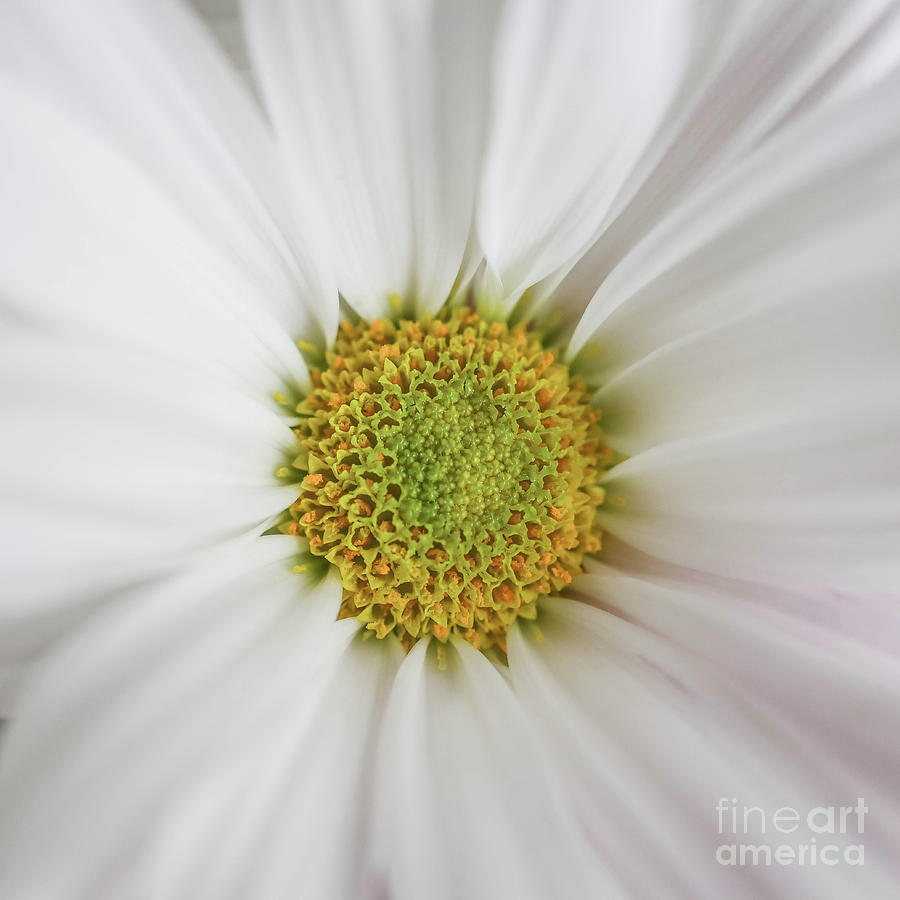 Daisy Photograph - Common Daisy Flower Closeup by Edward Fielding