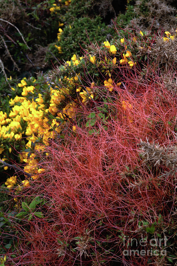 Common Dodder (cuscuta Epithymum) Photograph by Dr Keith Wheeler/science Photo Library