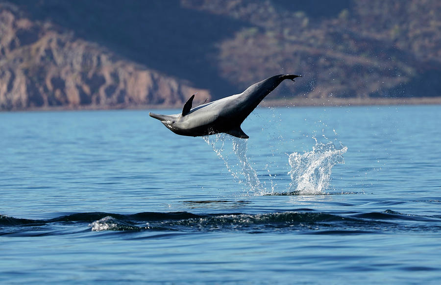 Common Dolphin Leaping Photograph by Hiroya Minakuchi