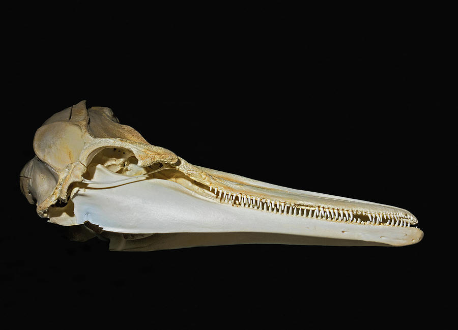 Common Dolphin Skull Photograph by Millard H. Sharp - Fine Art America