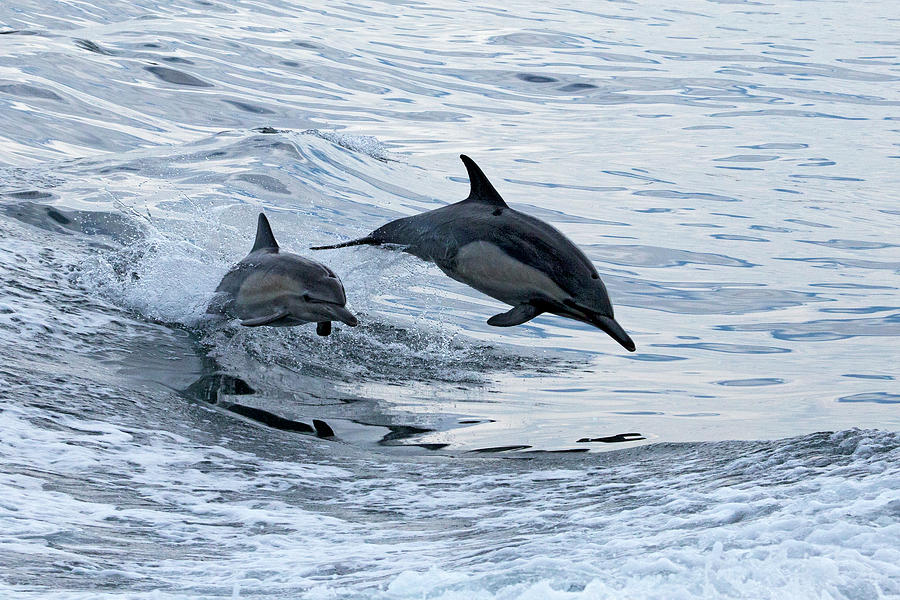 Common Dolphins Photograph by Greg Boreham (treklightly)