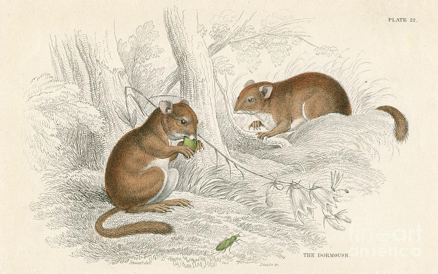 Common Dormouse Muscardinus Drawing by Print Collector