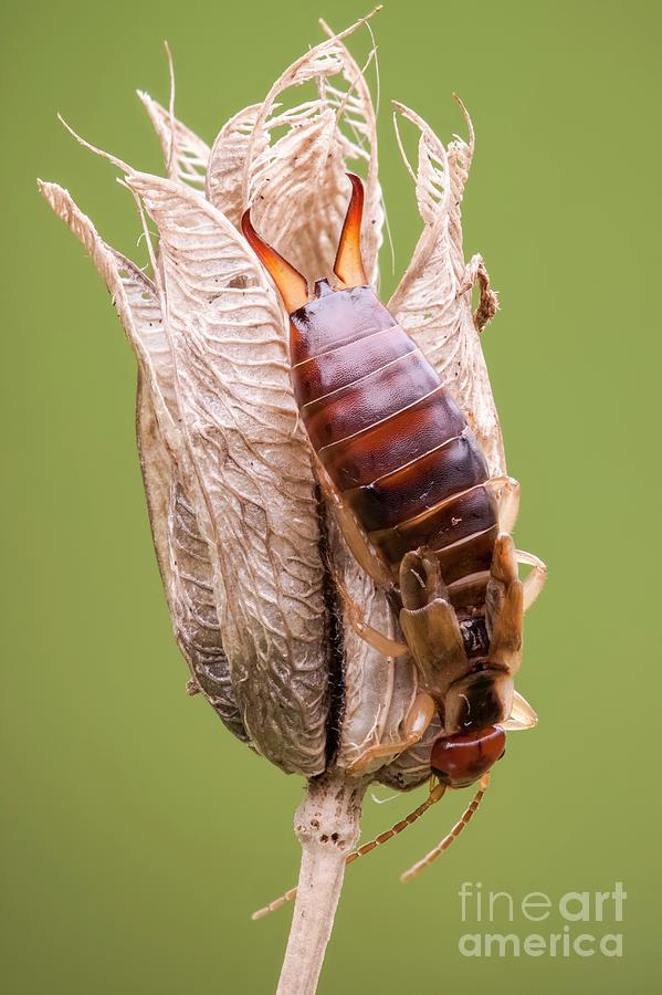 Common Earwig Photograph by Heath Mcdonald/science Photo Library