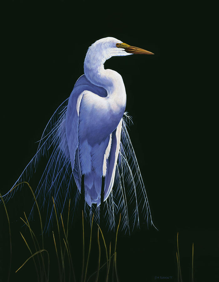 Common Egret In Breeding Plumage Painting by Michael Budden