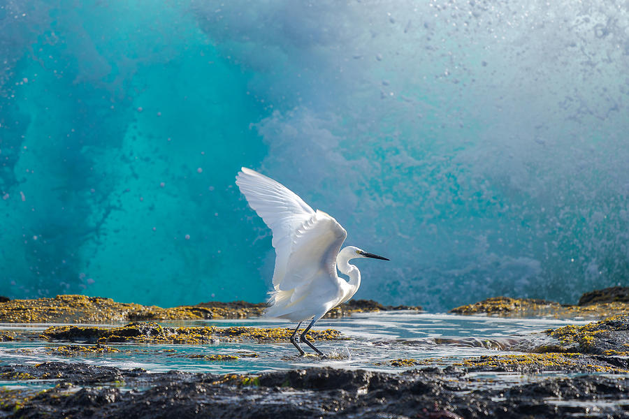 Animal Photograph - Common Egret by J.david Martin