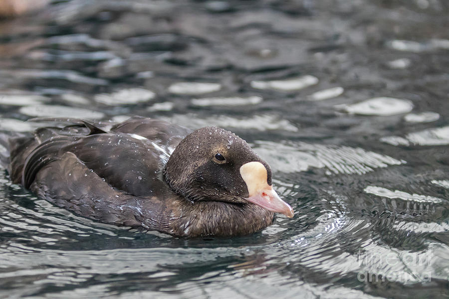Duck Photograph - Common Eider by Eva Lechner