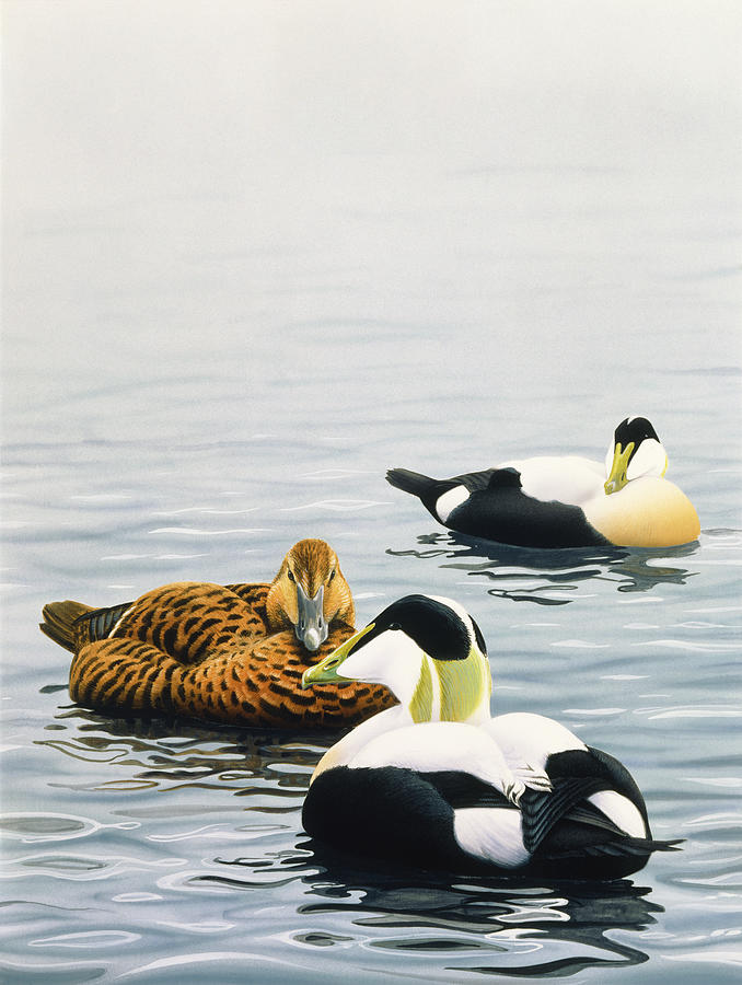Duck Painting - Common Eider by Harro Maass