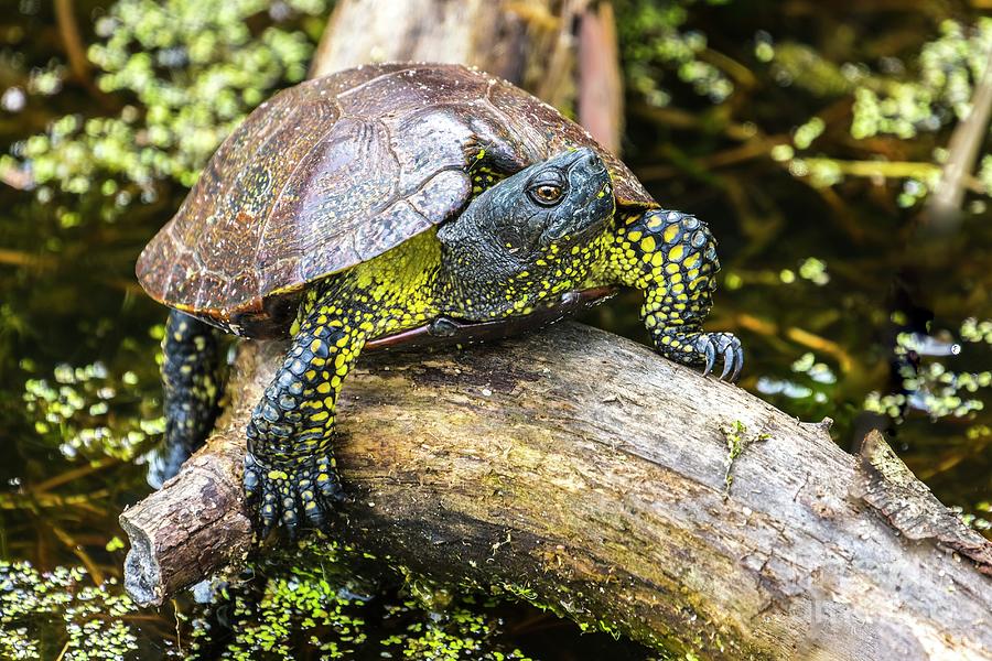 Common European Pond Turtle On A Log Photograph by Martyn F. Chillmaid/science Photo Library