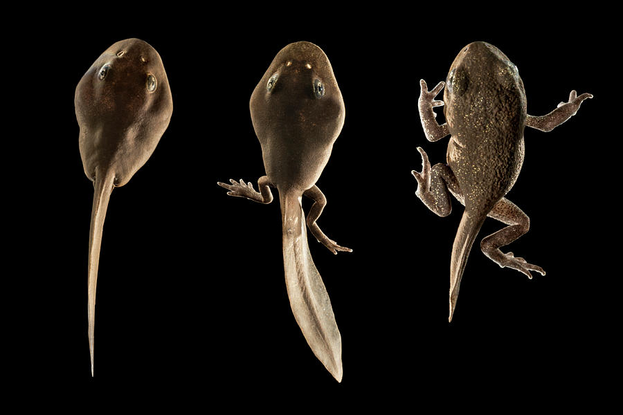 Common European Toad Tadpoles Derbyshire Uk Photograph By Alex Hyde 