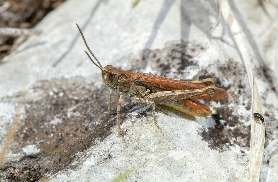 Common Field Grasshopper Photograph by Bob Gibbons/science Photo Library