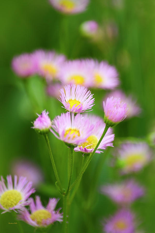 Common Fleabane Flowers Photograph by Christina Rollo