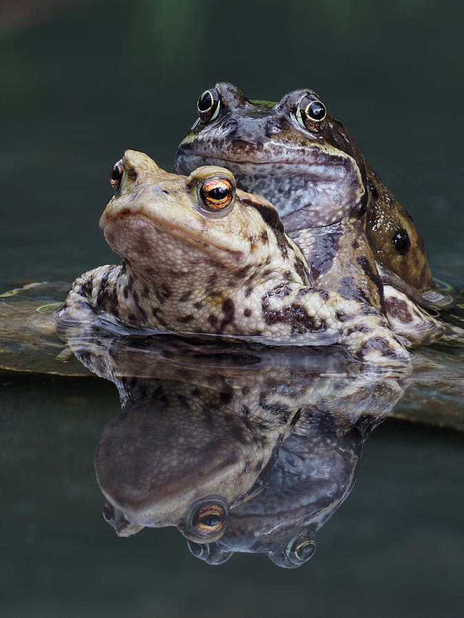 Common Frog In Amplexus With Common European Toad, Male Photograph by ...