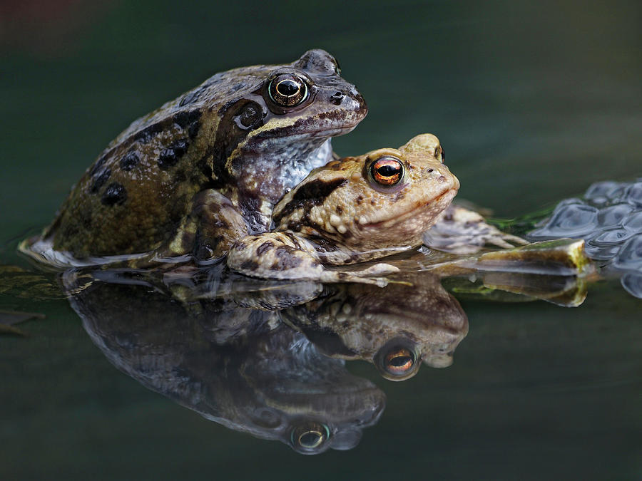 Common Frog In Amplexus With Toad Male Frogs Do Sometimes Photograph by ...