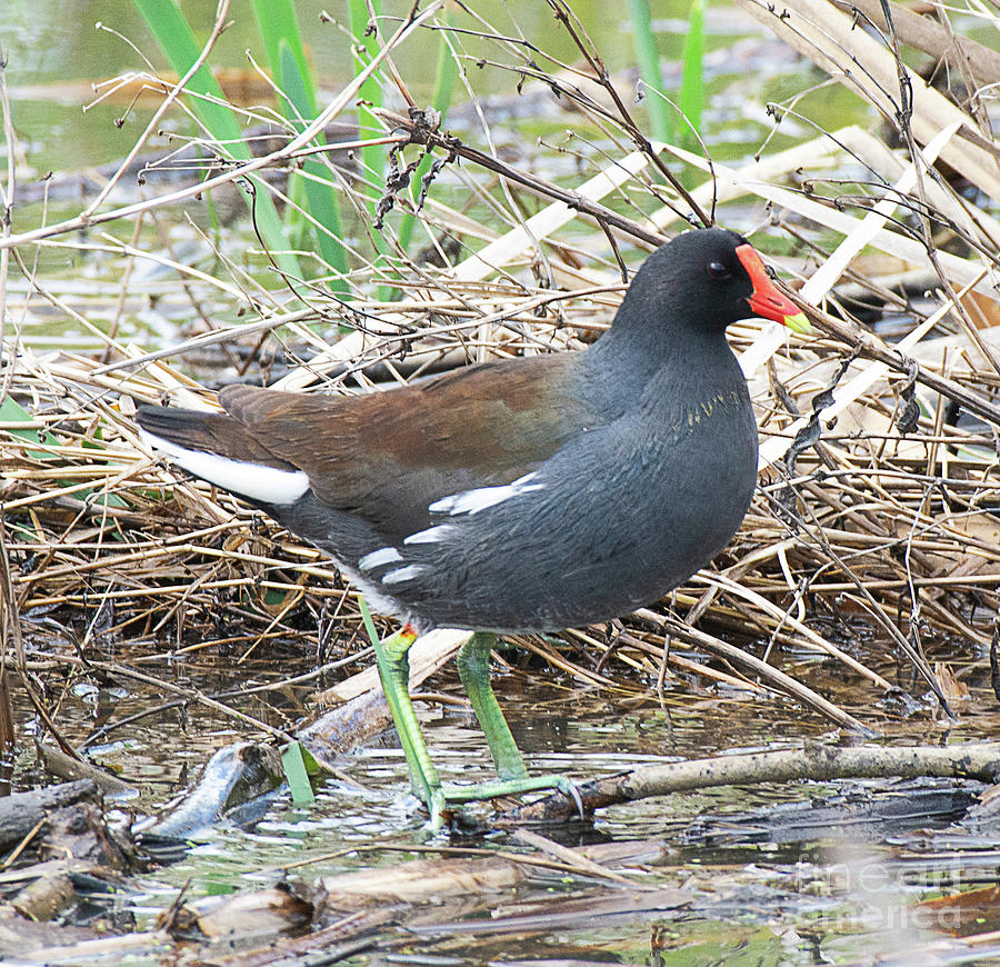 Common Gallinule Photograph by Dennis Hammer - Fine Art America