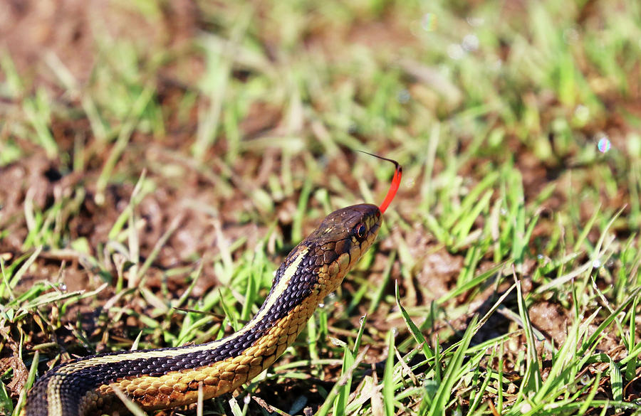 Common Garter Snake Photograph by Debbie Oppermann