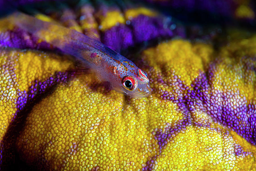 Common Ghost Goby Pleurosicya Photograph by Bruce Shafer