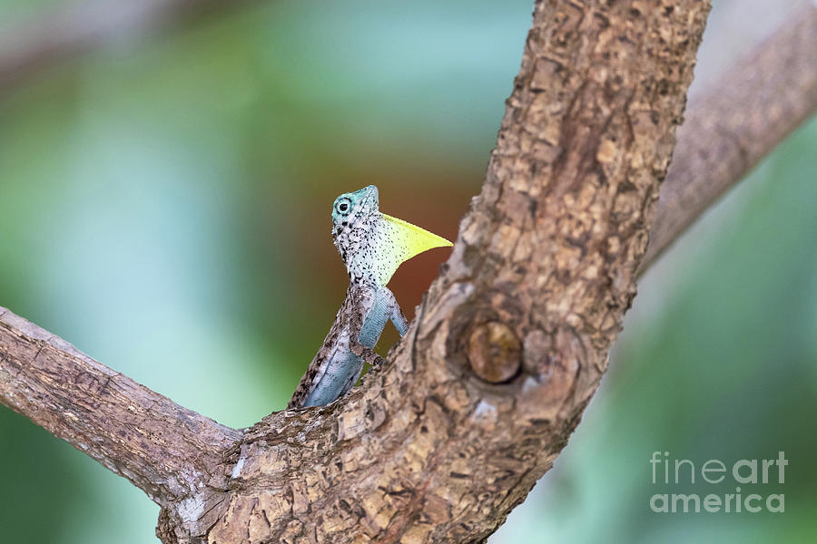 Common Gliding Lizard Photograph by Dr P. Marazzi/science Photo Library