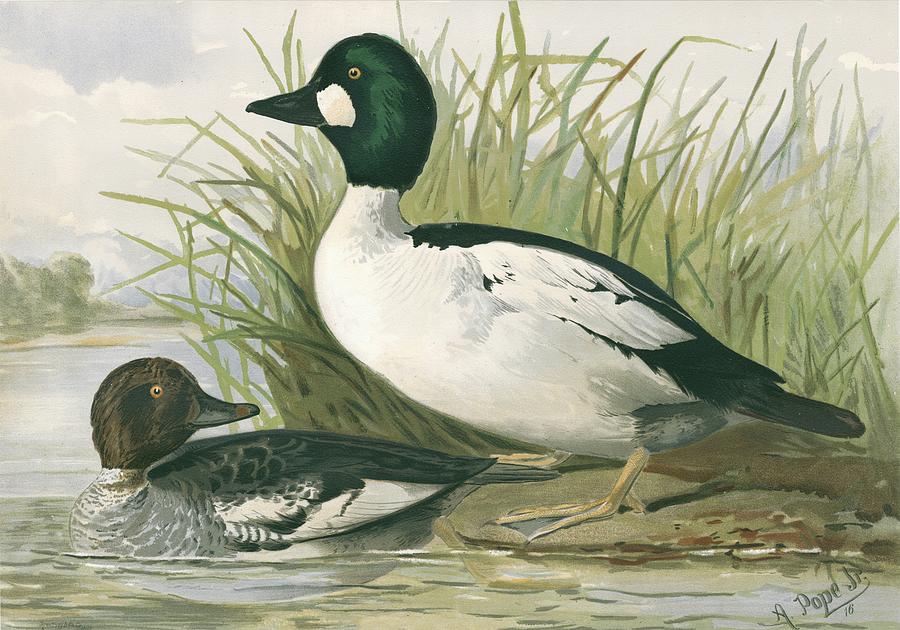 Nature Painting - Common Goldeneye Ducks by A. Pope Jr.