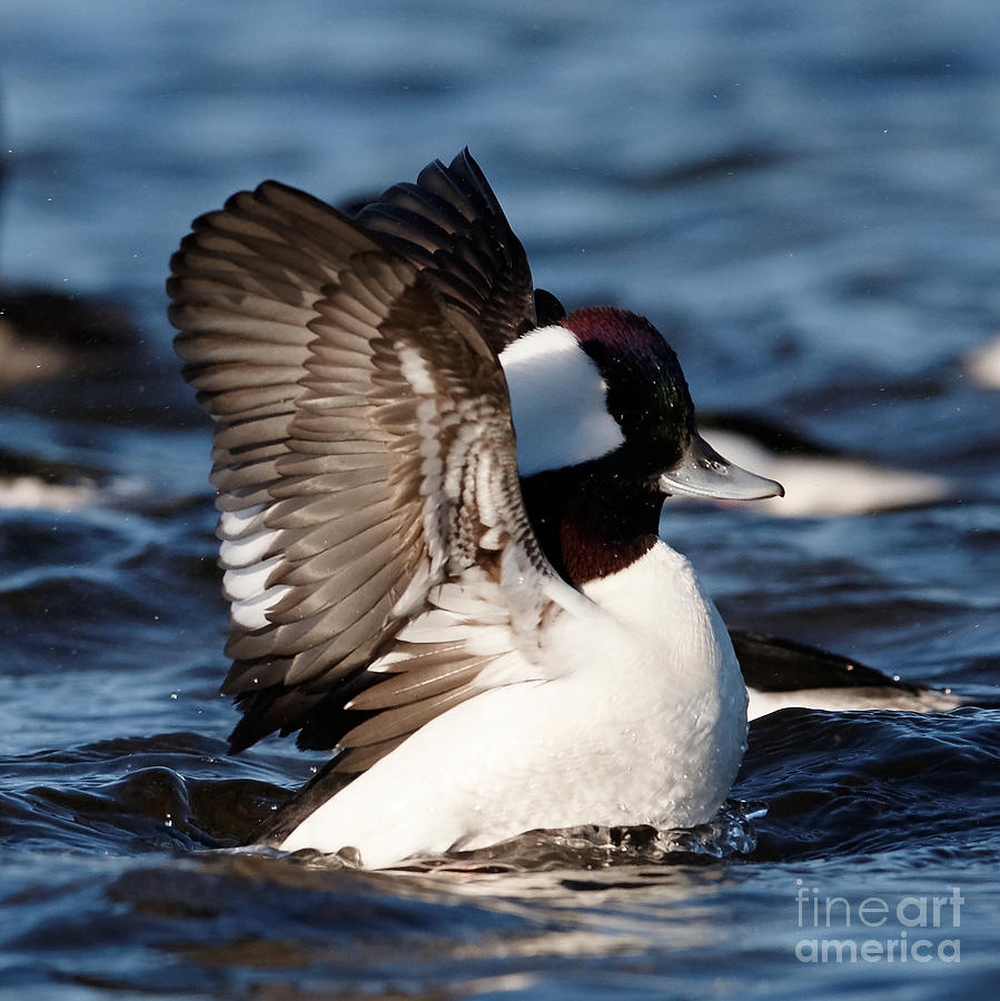 Bufflehead Wings Up Photograph By Sue Harper - Fine Art America