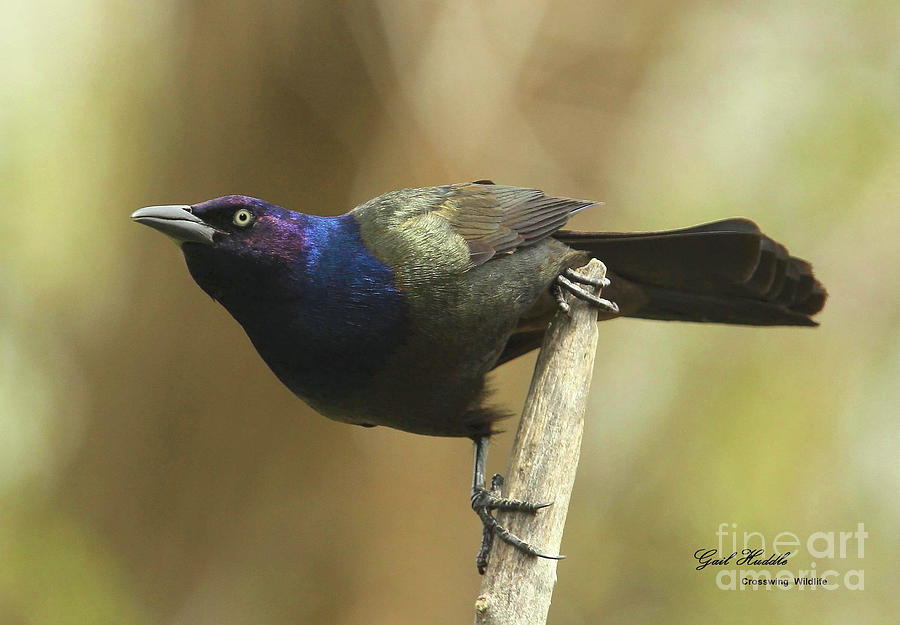 Wildlife Photograph - Common Grackle 046 by Gail Huddle