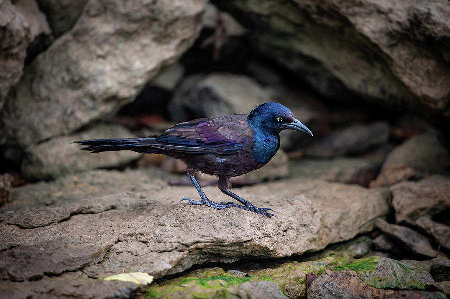 Common Grackle Photograph by Jeff Phillippi