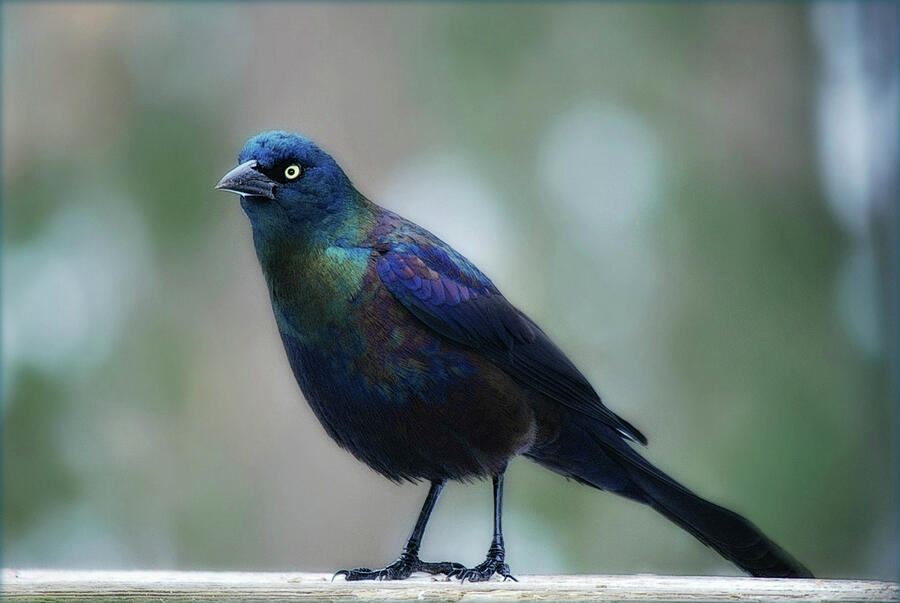 Male Common Grackle Photograph by Marilyn DeBlock - Fine Art America