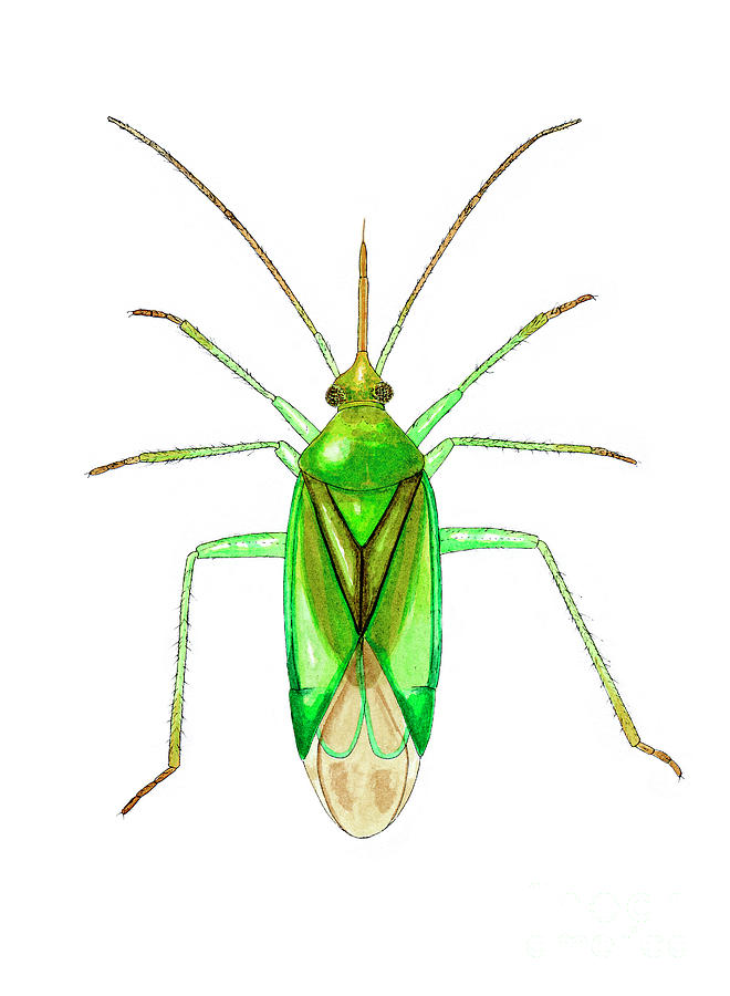 Common Green Capsid Bug Photograph by Science Photo Library Common Green Capsid Bug Photograph by Science Photo Library