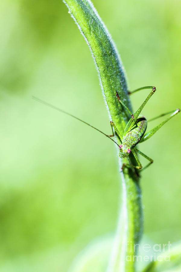 Common green cricket insect on branch Photograph by Gregory DUBUS