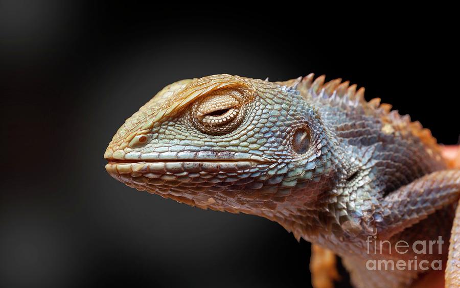 Common Green Forest Lizard Photograph by Natural History Museum, London