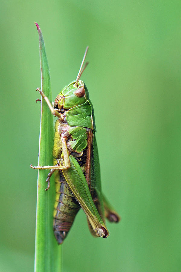 Common Green Grasshopper Photograph by Robert Trevis-smith
