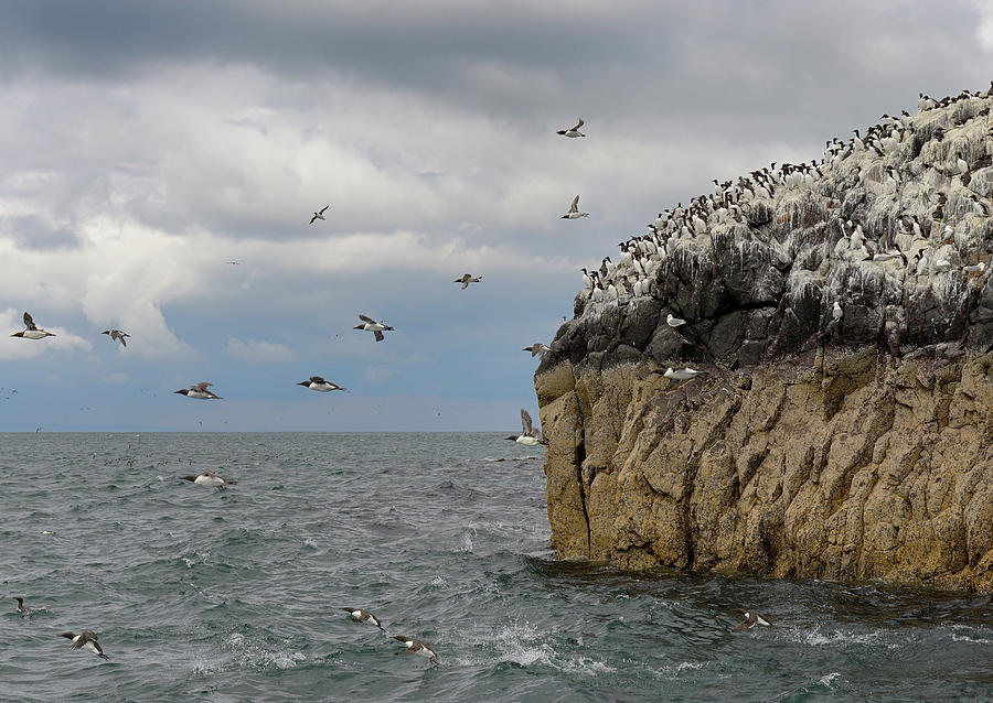 Common Guillemot Colony With Kittiwakes On Sea Cliff With Photograph by ...