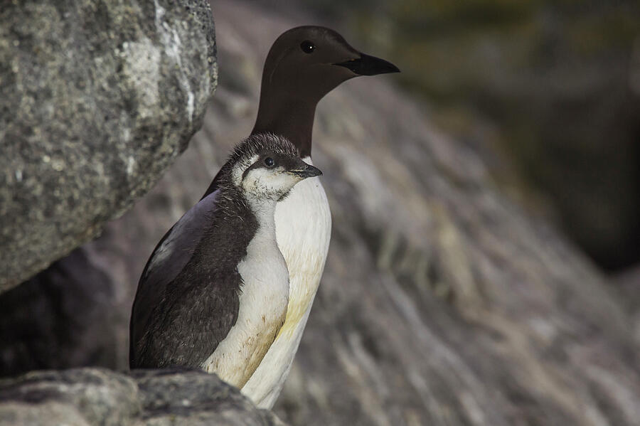 Common Guillemot / Murre With Chick, Machias Seal Island Photograph by ...