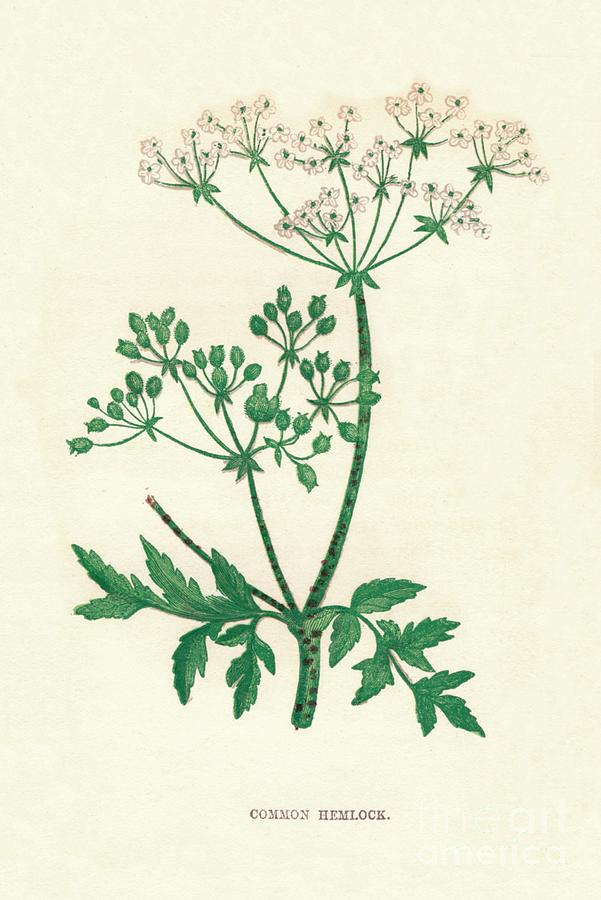 Common Hemlock, C1891, 1891 Drawing by Print Collector