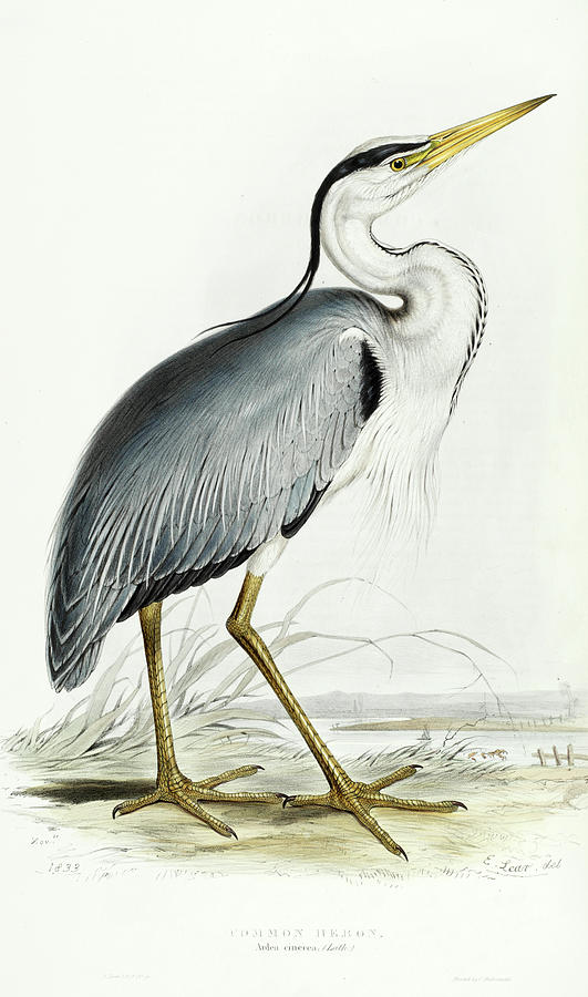 Common Heron Painting by John Gould - Fine Art America