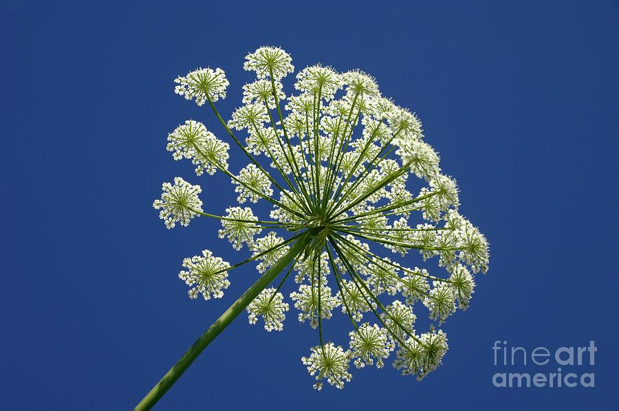 Common Hogweed (heracleum Sphondylium) Photograph by Chris Hellier/science Photo Library