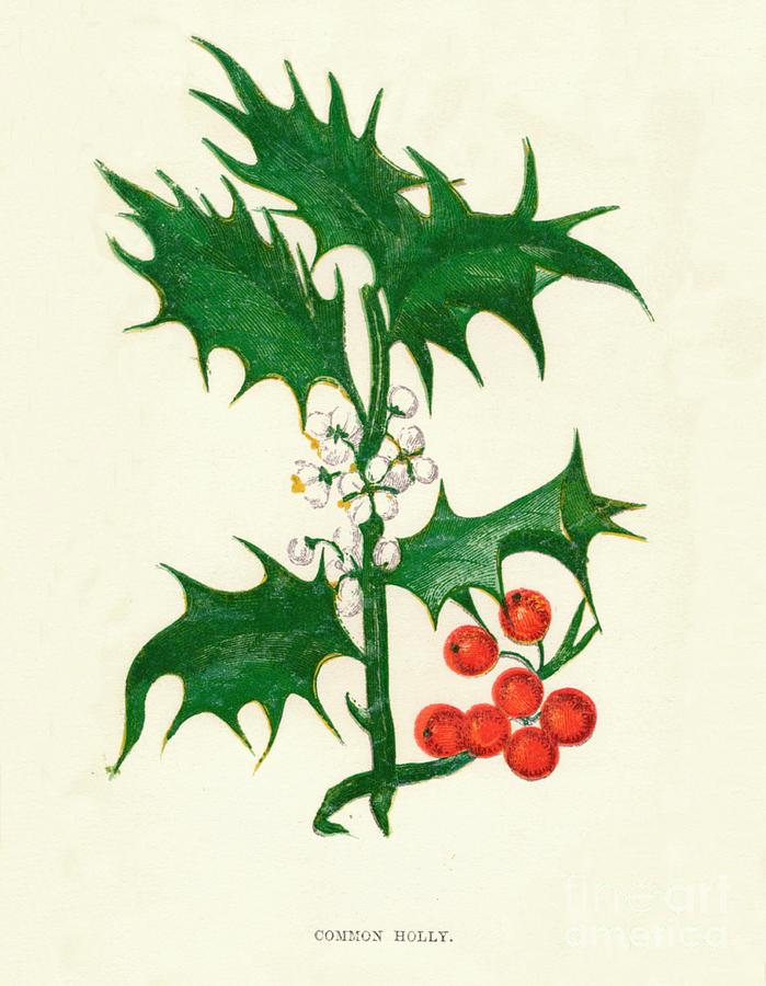 Common Holly, C1891, 1891 Drawing by Print Collector