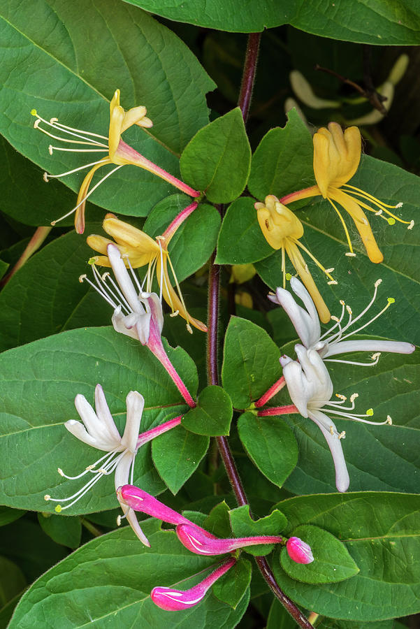 Common Honeysuckle / European Honeysuckle In Flower Photograph by ...