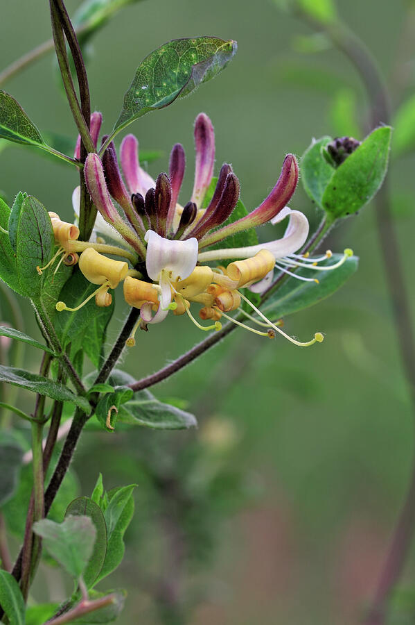 Common Honeysuckle In Flower, La Brenne, France Photograph by Philippe ...