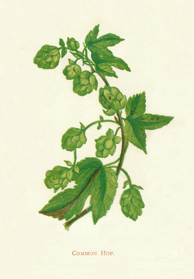 Common Hop, C1891, 1891 Drawing by Print Collector