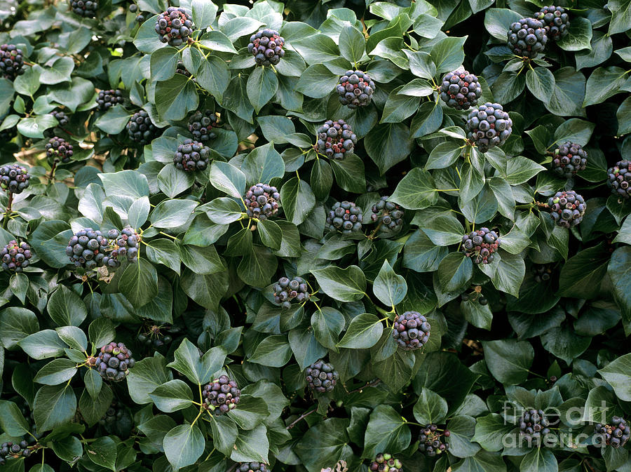 Nature Photograph - Common Ivy (hedera Helix) by Geoff Kidd/science Photo Library