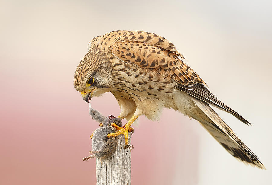 Nature Photograph - Common Kestrel With Field Mouse by Shlomo Waldmann