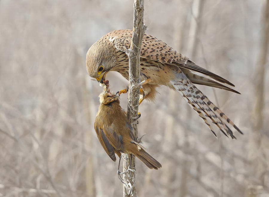 Beit Photograph - Common Kestrel With Great Reed Warbler by Shlomo Waldmann