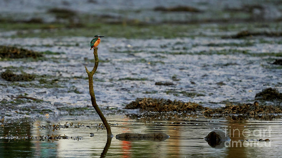 Common Kingfisher Alcedo Atthis O Seixo Photograph
