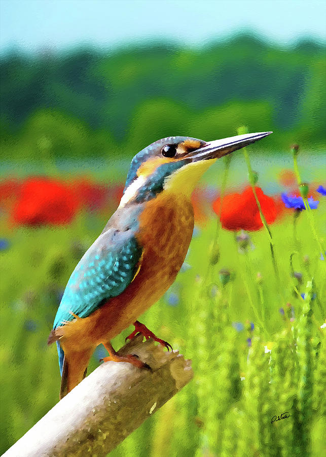Common Kingfisher Painting by Dean Wittle